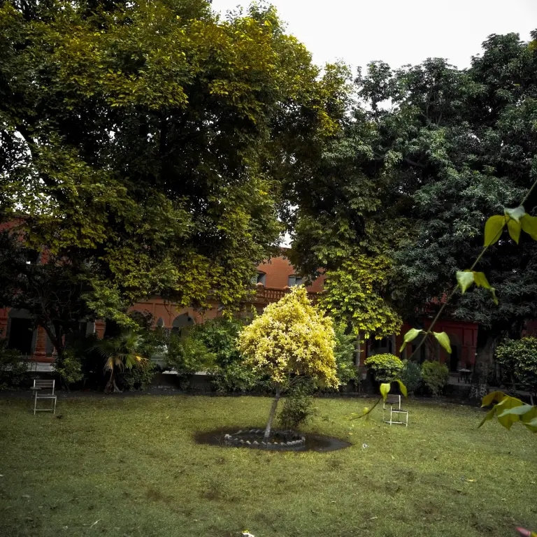 Lone tree in a quiet garden